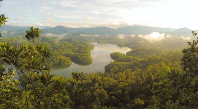 3 Innovations Leading the Fight to Save Our Forests
