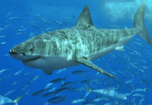 Great White Sharks Occasionally Hunt in Pairs – New Research Sheds Light on Social Behavior of These Mysterious Predators