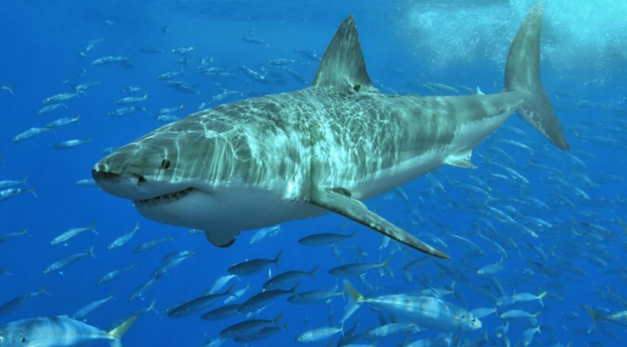 This Project is Using AI and Drones to Track and Protect Great White Sharks