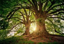 26 Organizations Pledge to Conserve, Restore, and Grow More than 855 Million Trees