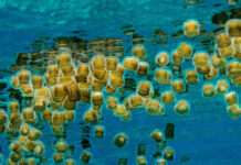 Jellies Transfer a Significant Amount of Carbon to the Deep Ocean