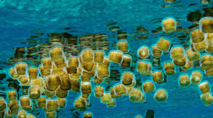 Jellies Transfer a Significant Amount of Carbon to the Deep Ocean