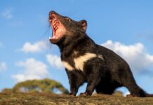 Endangered Tasmanian Devils Return to Australian Mainland for First Time in 3,000 Years