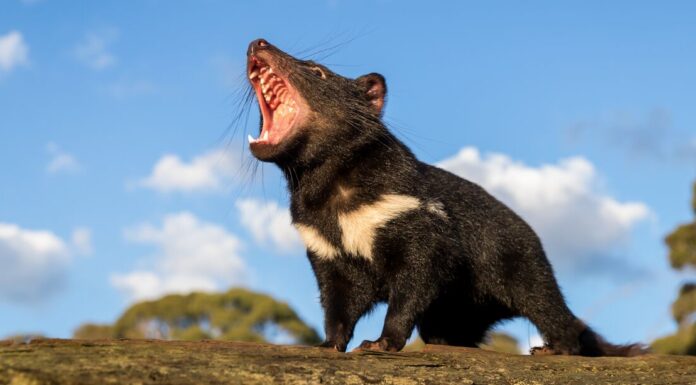 Endangered Tasmanian Devils Return to Australian Mainland for First Time in 3,000 Years