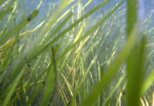 Restoring Seagrasses Can Bring Coastal Bays Back to Life