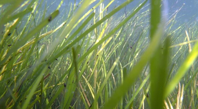 Restoring Seagrasses Can Bring Coastal Bays Back to Life