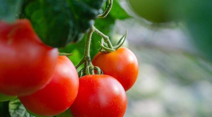 Empowering Food Security Strategies Amidst a Pandemic in Malaysia