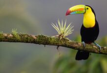 How Germany and Costa Rica are Putting Nature at the Heart of their Recoveries