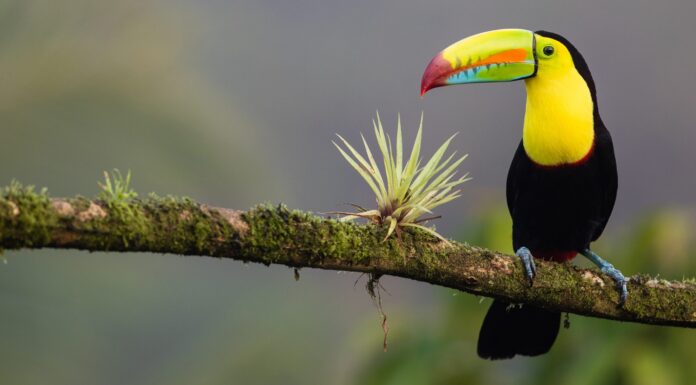 How Germany and Costa Rica are Putting Nature at the Heart of their Recoveries