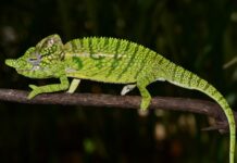 “Lost” Malagasy Chameleon Species Rediscovered After More Than a Century