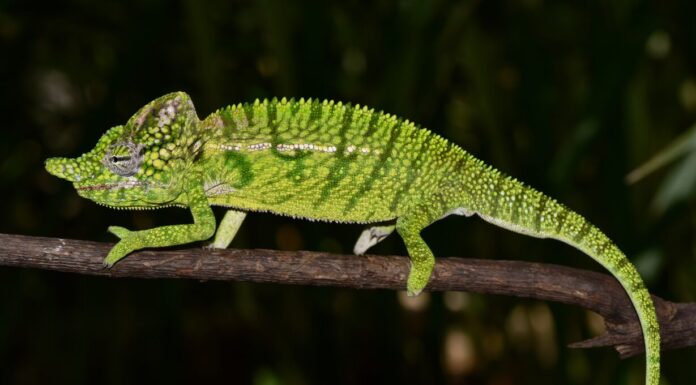 “Lost” Malagasy Chameleon Species Rediscovered After More Than a Century