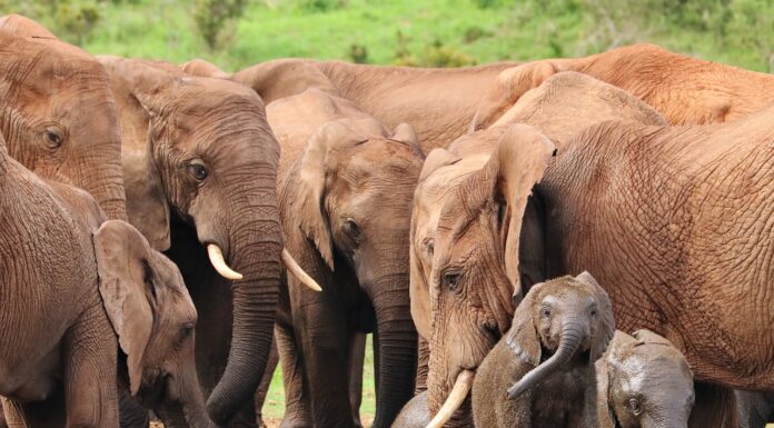 World’s Leading Conservation Groups Call on G20 to Invest in Nature to Reduce Risk of Future Pandemics