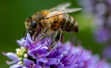 Big Insurance Urges Government and Private Sectors to Invest in Protecting Biodiversity