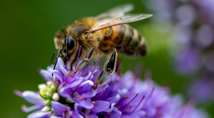 Big Insurance Urges Government and Private Sectors to Invest in Protecting Biodiversity