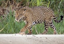 This NGO is Tackling Brazil’s Illegal Wildlife Trade Using WhatsApp and Facebook