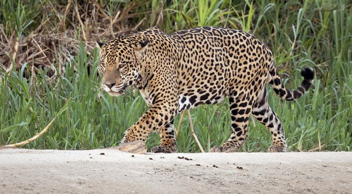 This NGO is Tackling Brazil’s Illegal Wildlife Trade Using WhatsApp and Facebook