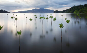 Reforesting the Earth, One Transaction at a Time