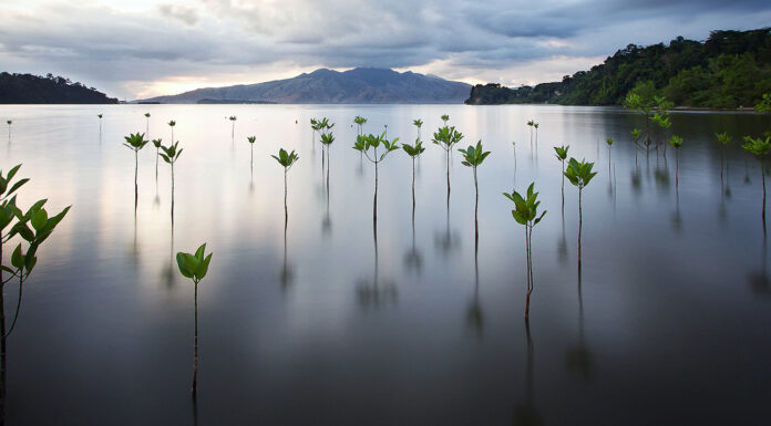 Reforesting the Earth, One Transaction at a Time