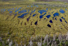 Canadian Government Commits Nearly $4 billion for Nature-Based Climate Solutions