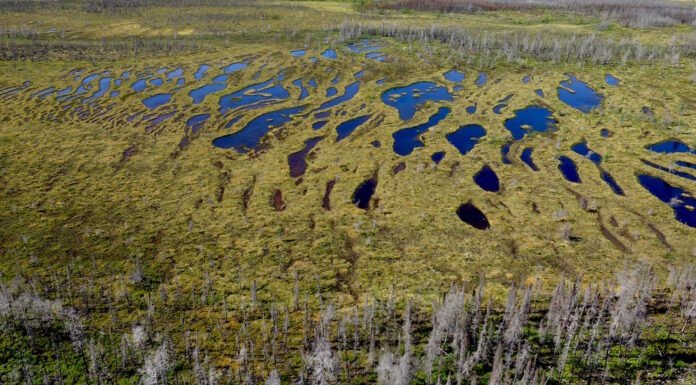 Canadian Government Commits Nearly $4 billion for Nature-Based Climate Solutions