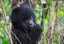 Leonardo DiCaprio Joins Forces with the European Commission and Global Wildlife Conservation for Biodiversity Protection