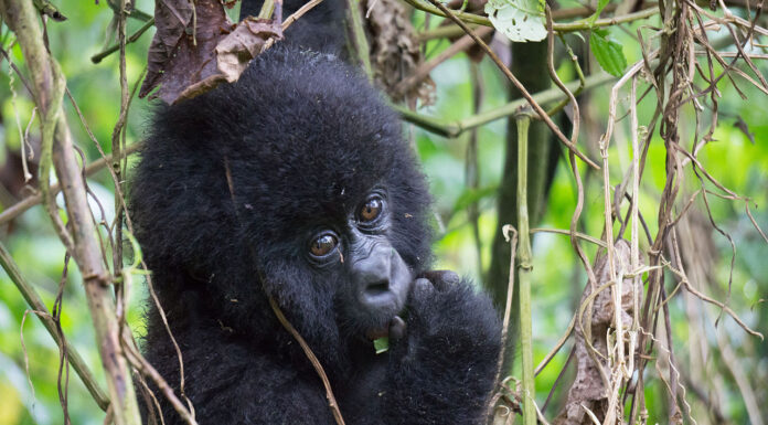 Leonardo DiCaprio Joins Forces with the European Commission and Global Wildlife Conservation for Biodiversity Protection