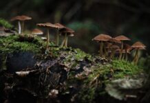 Why This Mushroom Could be Your Next House, Handbag or ‘Hamburger’