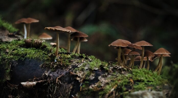 Why This Mushroom Could be Your Next House, Handbag or ‘Hamburger’