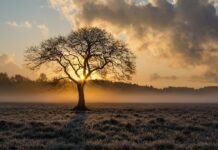 This Company Pays You Back for Planting Trees