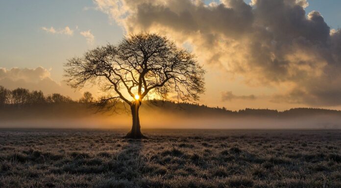 This Company Pays You Back for Planting Trees