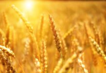 Egypt’s Farmers Face Climate Impacts with New Agricultural Methods