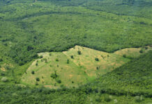 This Initiative is Paying Farmers and Ranchers to Combat Amazon Deforestation