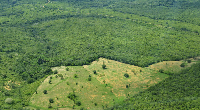 This Initiative is Paying Farmers and Ranchers to Combat Amazon Deforestation