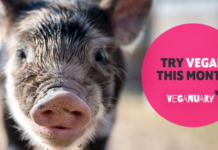 Veganuary: Jane Goodall and Sir Paul McCartney Urge People to Try Vegan This Month to Combat Climate Change and Prevent Future Pandemics