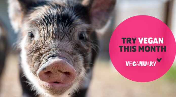 Veganuary: Jane Goodall and Sir Paul McCartney Urge People to Try Vegan This Month to Combat Climate Change and Prevent Future Pandemics