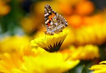 United States Commits to Protect 30% of Its Land and Ocean Areas by 2030