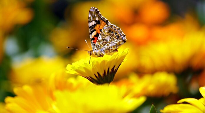 United States Commits to Protect 30% of Its Land and Ocean Areas by 2030