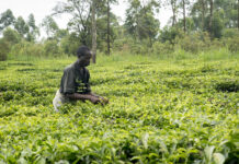 Sowing Seeds of Food Security in Africa