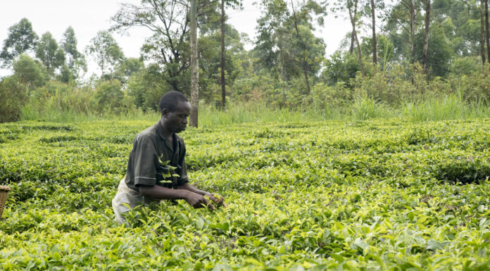 Sowing Seeds of Food Security in Africa