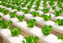 3 Technologies Poised to Change Food and the Planet
