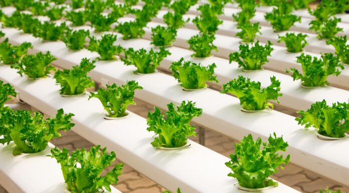 3 Technologies Poised to Change Food and the Planet