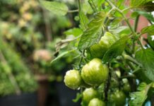 Urban Agriculture Combats Food Insecurity, Builds Community