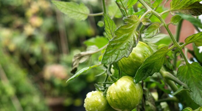 Urban Agriculture Combats Food Insecurity, Builds Community