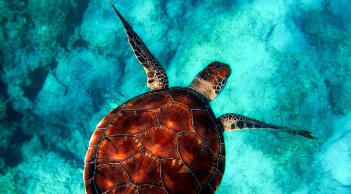 How Marine Protected Areas Help Safeguard the Ocean