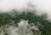 UK Government Launches New £150 Million Fund for Rainforest Protection