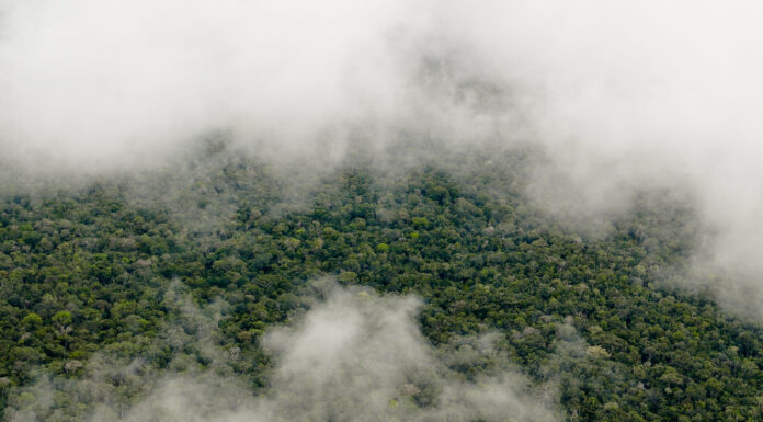 UK Government Launches New £150 Million Fund for Rainforest Protection