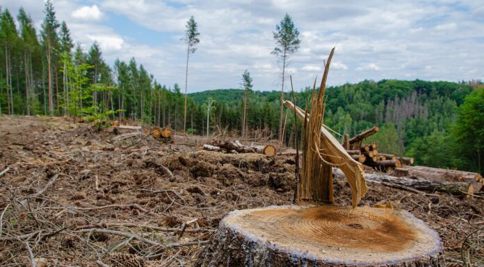 Global Obsession with Economic Growth Will Increase Risk of Deadly Pandemics in Future