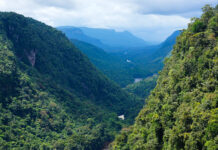 Lessons Learned From a Decade of REDD+ in Guyana