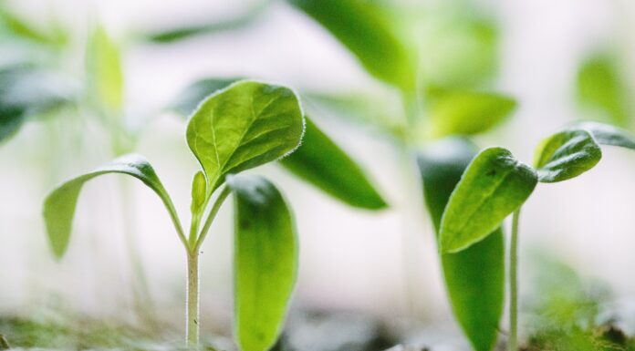 Increased Investment in Tree Nursery Infrastructure Essential to U.S. Reforestation Efforts to Combat Climate Change