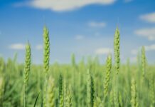FFAR and CIMMYT Pair Up to Protect Wheat from Ravages of Climate Change